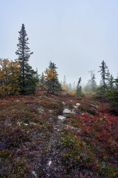 ノルウェーのトテナセン丘陵のSvartdalstjerna森林保護区 — ストック写真