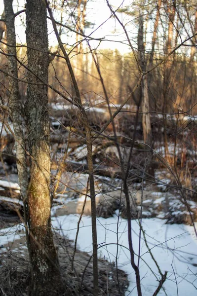 Eine Vertikale Aufnahme Eines Flusses Mit Bäumen Winter — Stockfoto