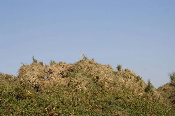 Uma Garça Topo Monte Verde — Fotografia de Stock