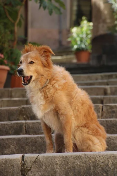 Tiro Vertical Golden Retriever Uma Raça Escocesa Cão Retriever Com — Fotografia de Stock