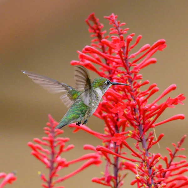 Closeup Ruby Throated Hummingbird Flying Firebush — Stock Photo, Image