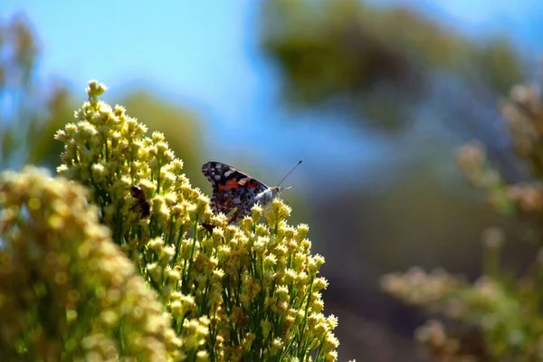 Zbliżenie Malowane Pani Motyl Dzikich Kwiatach Polu Zamazanym Tle — Zdjęcie stockowe