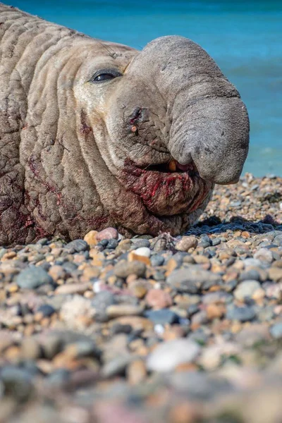 Eine Großaufnahme Einer Elefantenrobbe Mit Blutigem Maul — Stockfoto
