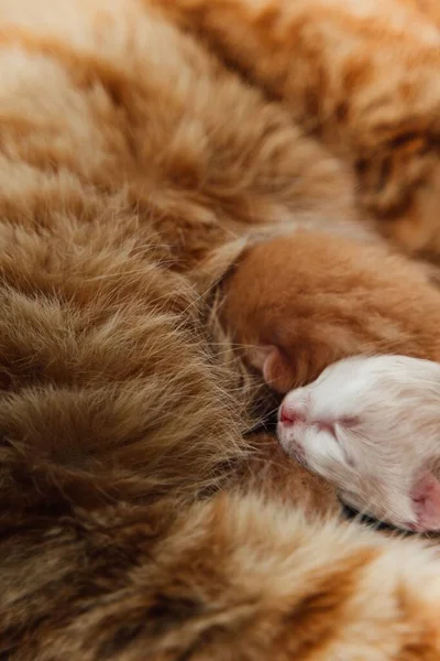 Крупный План Белого Котенка Спящего Имбирной Шерсти Своей Матери — стоковое фото
