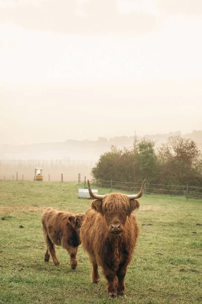Zbliżenie Brązowego Bydła Góralskiego Zielonym Pastwisku Dolinie Górnej Bawarii — Zdjęcie stockowe