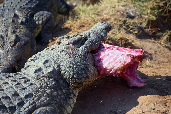 Bild Krokodiler Slåss För Bitar Kött Mot Varandra — Stockfoto