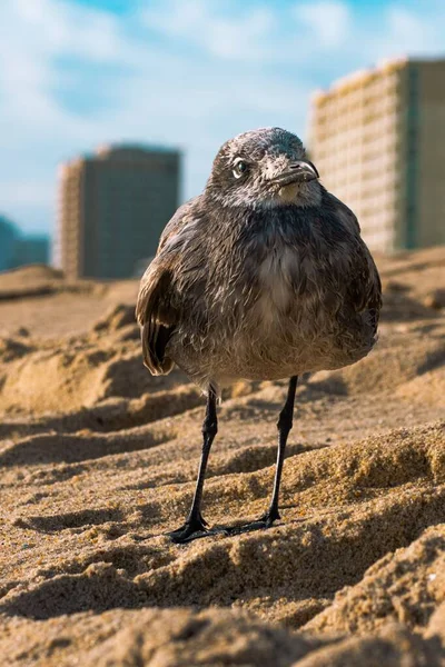 Vertikal Bild Kustfågel Som Står Stranden Soligt Väder — Stockfoto