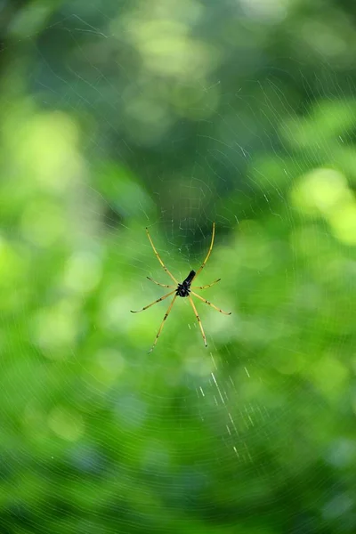 Вибірковий Фокус Павука Павутині Зеленому Тлі — стокове фото