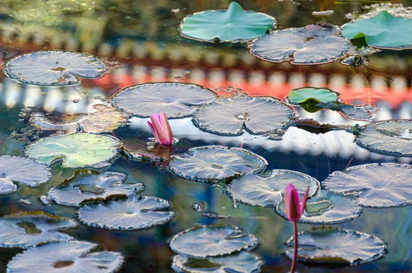 Closeup Water Lilies Pond — Stock Photo, Image