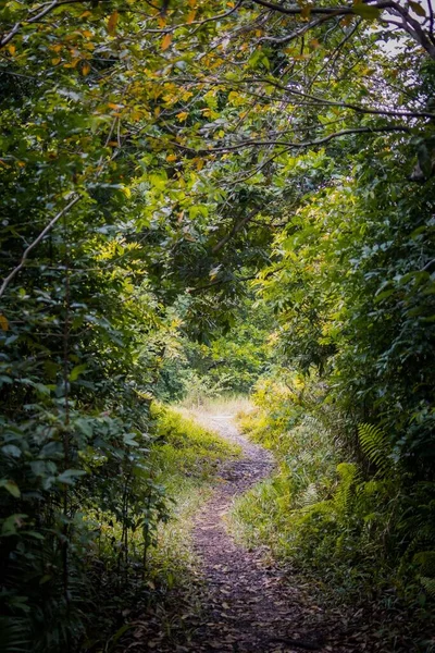 Uma Vista Vertical Caminho Ondulado Uma Floresta Botânica Dia Outono — Fotografia de Stock