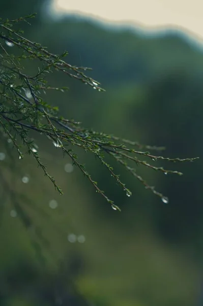 Vertikal Närbild Grön Gren Ett Träd Täckt Med Vattendroppar Efter — Stockfoto