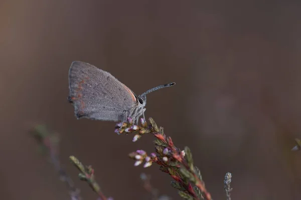Μια Μακρο Φωτογραφία Μιας Πεταλούδας Σάτυριου Σκαρφαλωμένης Στο Γρασίδι — Φωτογραφία Αρχείου