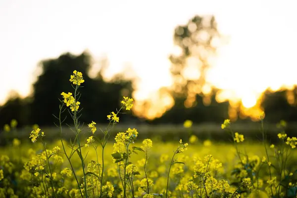 Güzel Sarı Çiçeklerin Yetiştiği Açık Arazinin Manzarası — Stok fotoğraf