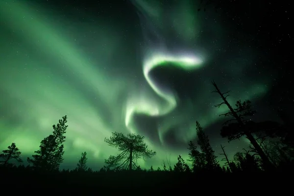 芬兰拉普兰森林中树木的轮廓后面 星空中的极光闪烁着 — 图库照片