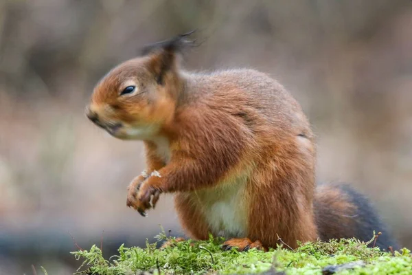 Nahaufnahme Eines Eichhörnchens Das Auf Gras Vor Verschwommenem Hintergrund Sitzt — Stockfoto
