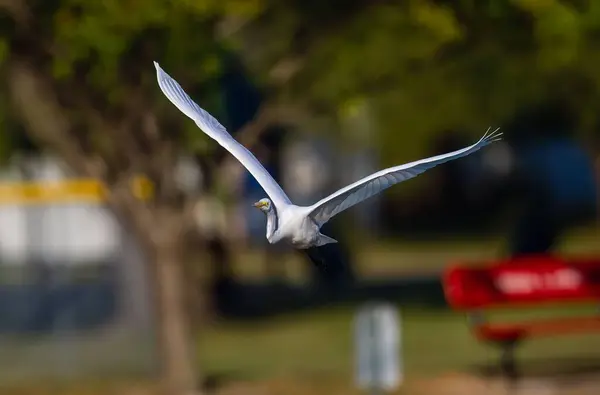 一张美丽的大白鹭的照片掠过了一片风景 — 图库照片