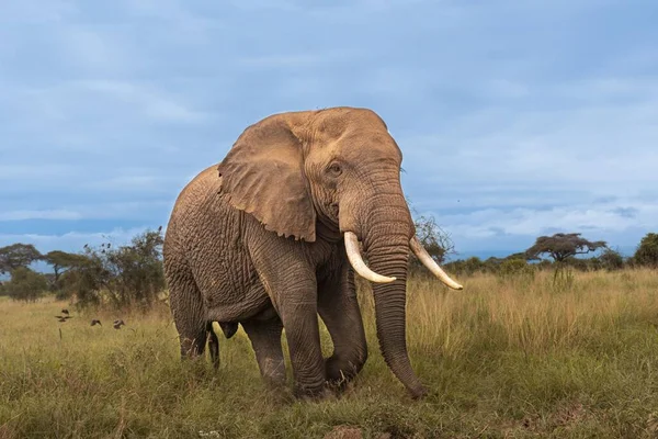 배경에 초원에 사바나 코끼리 돈타아 — 스톡 사진