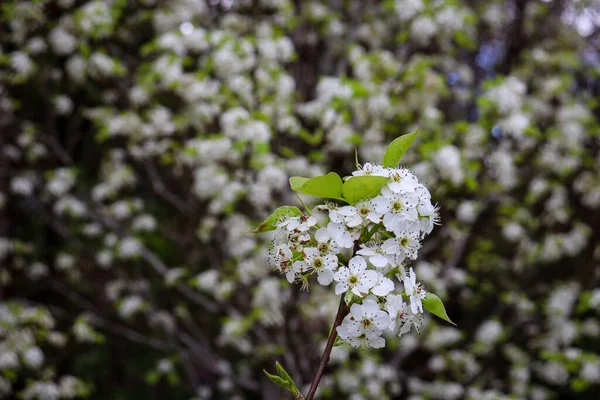 Ormandaki Bir Callery Armut Ağacının Güzel Çiçeklerinin Yakın Çekimi — Stok fotoğraf