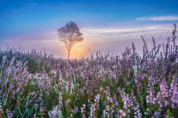 Una Hermosa Toma Floreciente Campo Brezo Púrpura Bajo Cielo Atardecer —  Fotos de Stock