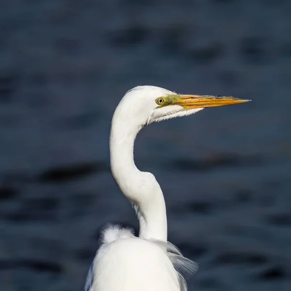Closeup Shot White Egret Lake Sunny Day — Stock Photo, Image