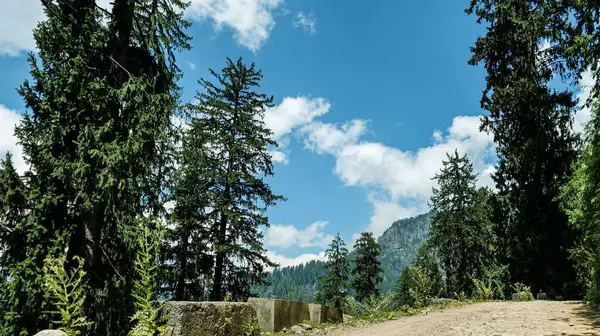 Eine Landschaftliche Aufnahme Von Hohen Grünen Bäumen Und Bergen Hintergrund — Stockfoto