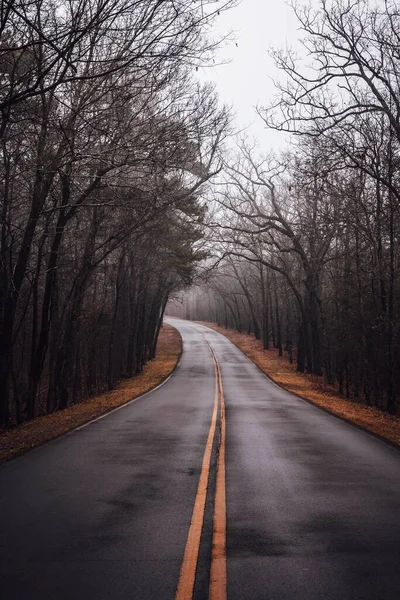 Vertical Shot Narrow Road Deciduous Trees Foggy Day — Stock Photo, Image