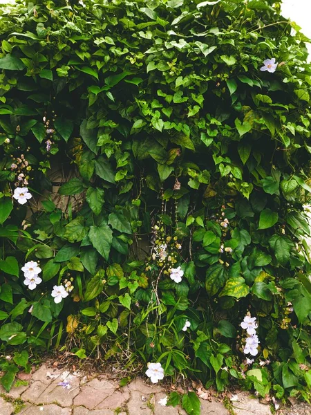 Tiro Vertical Das Veias Das Flores Brancas Bonitas Foi Encontrado — Fotografia de Stock