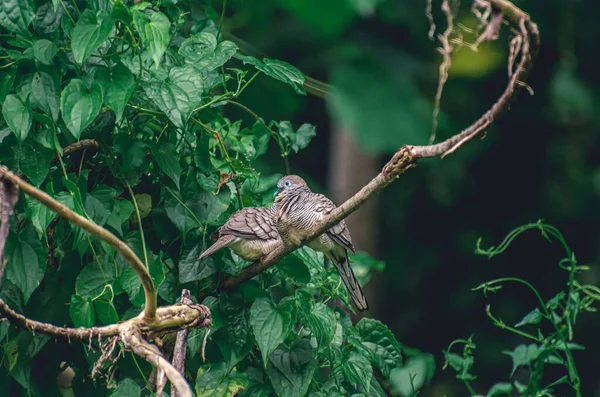 森の中の木の枝の上に落ち着いて休んでいるシマウマの鳩の美しいショット — ストック写真