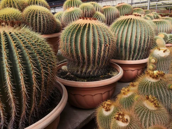 Primo Piano Piccole Piante Cactus Una Pentola Argilla Marrone — Foto Stock