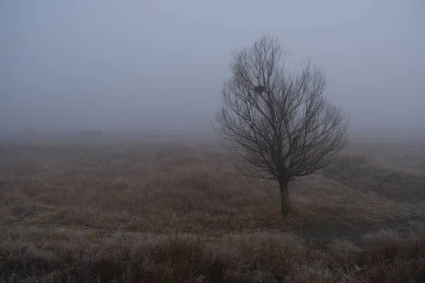 Kışın Gün Boyunca Sisle Kaplı Bir Ormanın Güzel Bir Görüntüsü — Stok fotoğraf