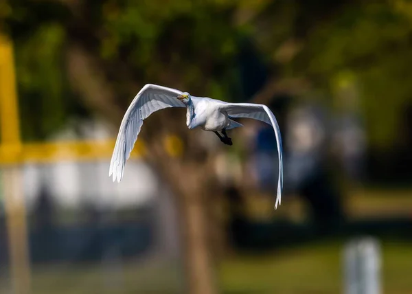 Selektiv Fokusbild Stor Vit Egret Flykt Över Sjö — Stockfoto