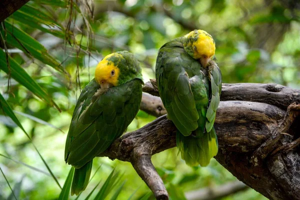 Κοντινό Πλάνο Του Κίτρινου Αμαζονίου Amazona Oratrix Ένα Κλαδί — Φωτογραφία Αρχείου