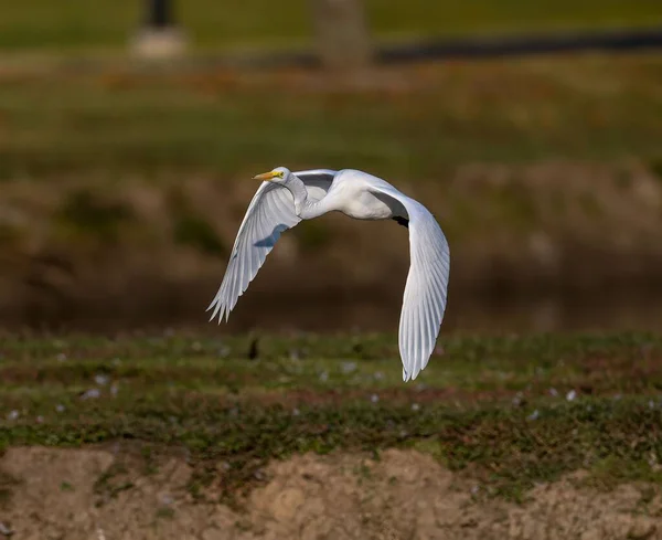 Krásný Záběr Velkého Bílého Ptáka Letícího Nad Krajinou — Stock fotografie
