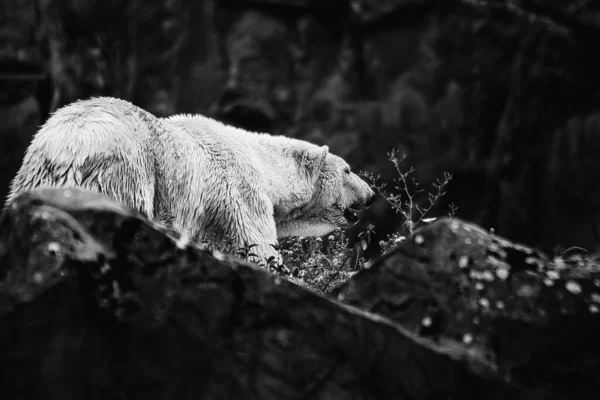 Šedá Stupnice Krásného Medvěda Kameni Lese Rozmazaným Pozadím — Stock fotografie
