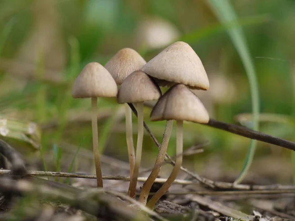 Close Fungos Psathyrella Capturados Uma Floresta — Fotografia de Stock