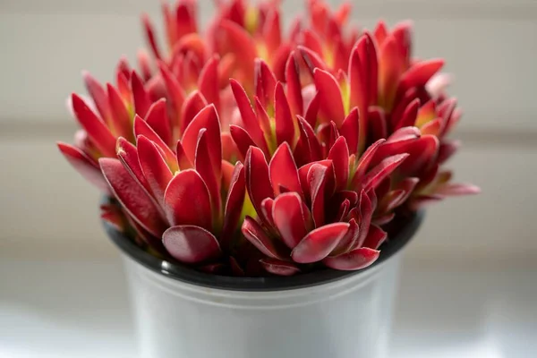 Eine Nahaufnahme Einer Topfpflanze Mit Roten Sukkulenten — Stockfoto