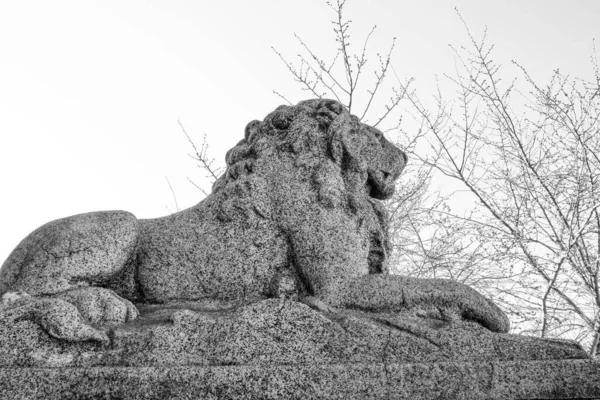 Uma Escala Cinza Uma Bela Escultura Majestoso Leão Macho Sentado — Fotografia de Stock