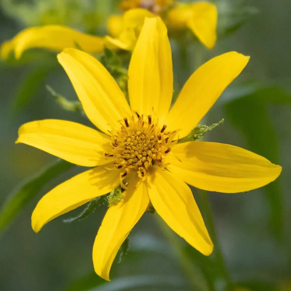 Egy Sárga Engelmann Százszorszép Virág Közelsége Szabadban Zöld Homályos Háttérrel — Stock Fotó