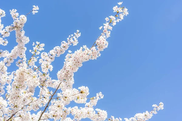 Vacker Vit Körsbär Blomma Med Blå Himmel Bakgrund — Stockfoto