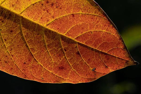 Close Uma Folha Outono Amarelo Com Clorofila Carotenóides Antocianinas Visíveis — Fotografia de Stock