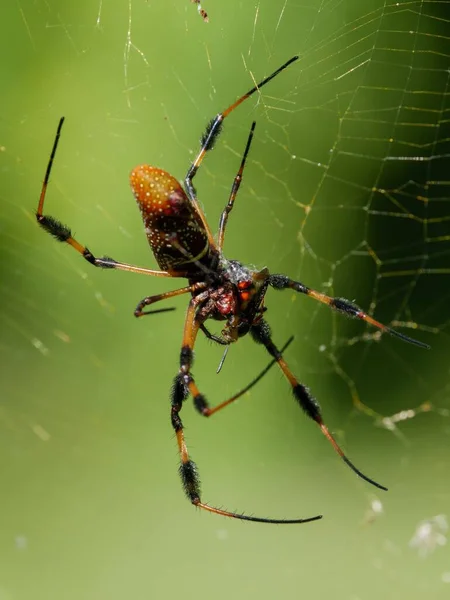 Doğal Ortamında Bir Muz Örümceğinin Makro Görüntüsü — Stok fotoğraf