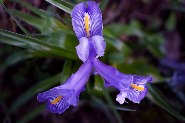 Κοντινό Πλάνο Ενός Φυτού Άγριας Ίριδας Iris Planifolia Φωτίζεται Από — Φωτογραφία Αρχείου