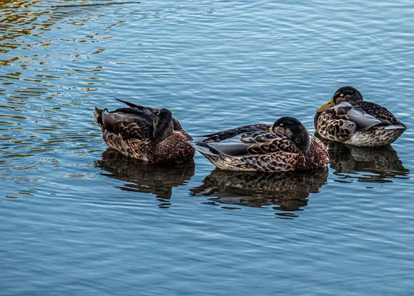 Três Patos Reais Numa Lagoa — Fotografia de Stock