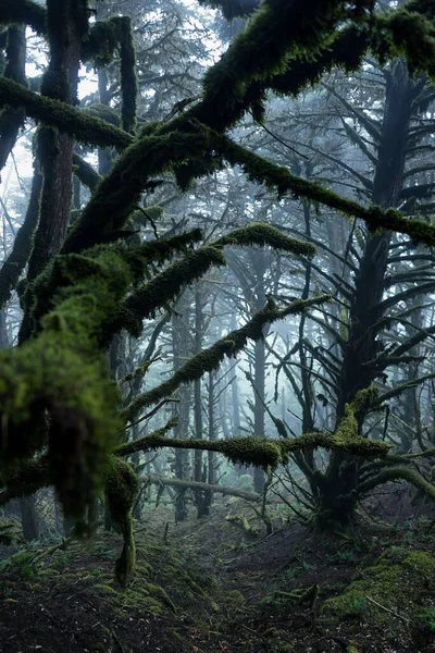 Tiro Vertical Árvores Altas Uma Floresta Uma Atmosfera Escura — Fotografia de Stock