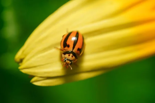 Vahşi Doğada Bulunan Sarı Bir Çiçeğin Üzerinde Duran Bir Coccinella — Stok fotoğraf