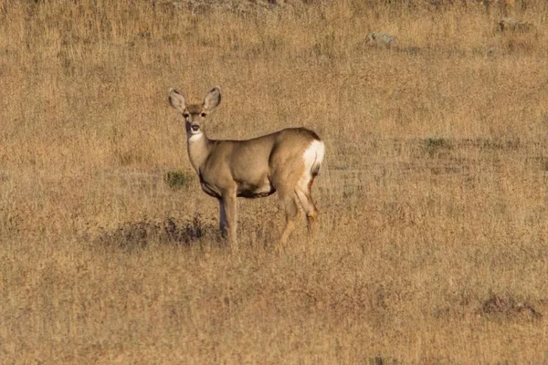 一只鹿站在干枯的草地上 — 图库照片
