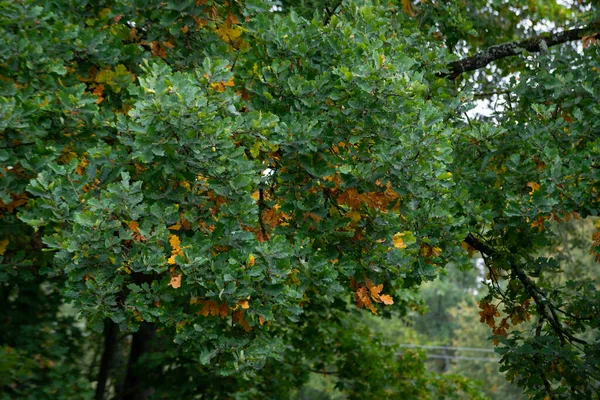 Lush Oak Tree Brown Leaves Autumn — Stock Photo, Image