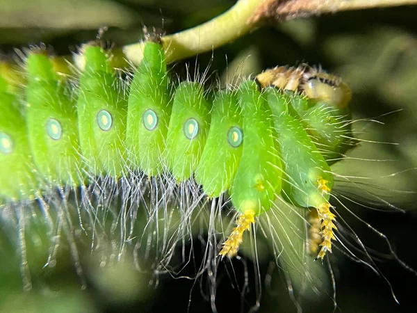 Den Gröna Kejserliga Moth Caterpillar Eacles Imperialis — Stockfoto