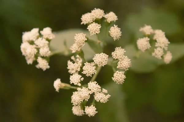 Selective Focus Shot White Baccharis Plants Green Blur Background — Stock Photo, Image