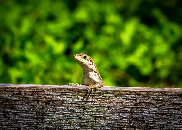 Closeup View Tiny Lizard Wooden Board — Stock Photo, Image